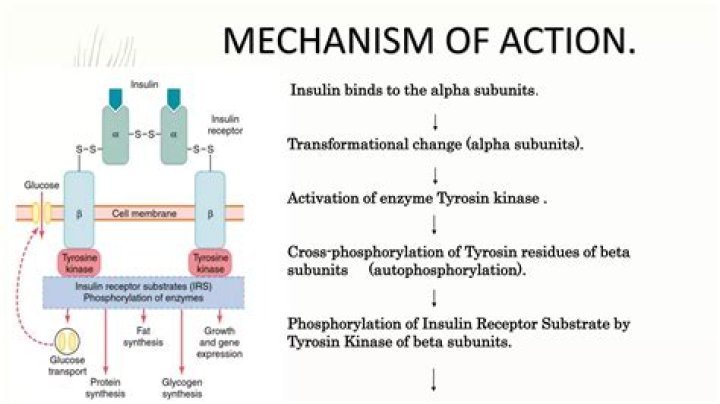 What is the mechanism of action for triazoles