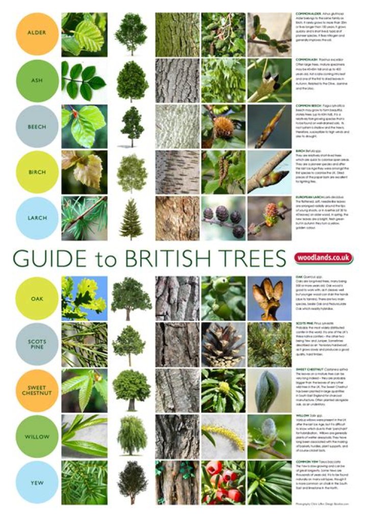 What is the most common tree in London