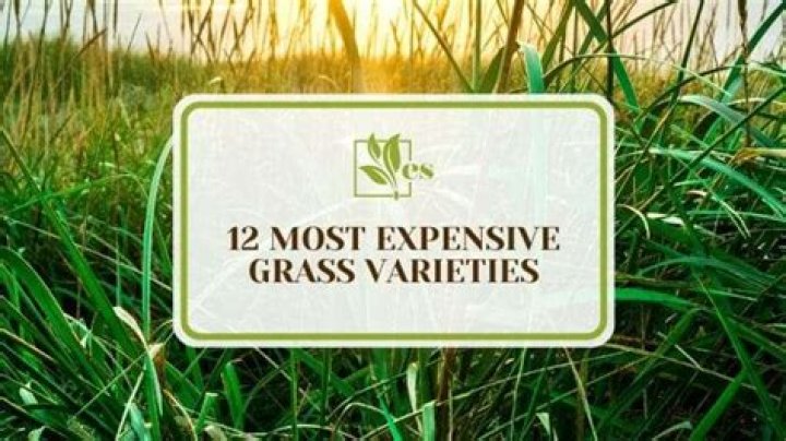 What is the most expensive grass