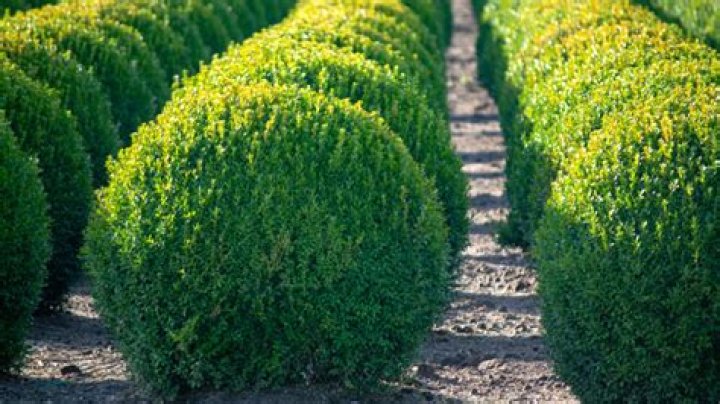 What is the most hardy boxwood