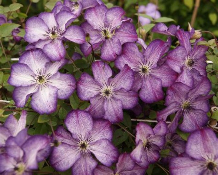 What is the most hardy clematis