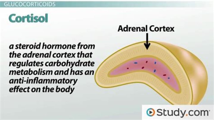 What is the most important glucocorticoid secreted by the adrenal cortex