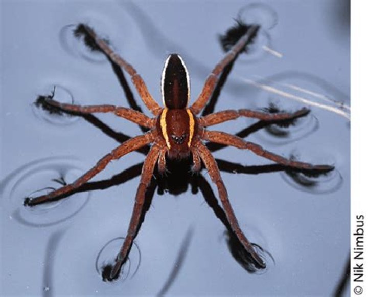 What is the most rare insect