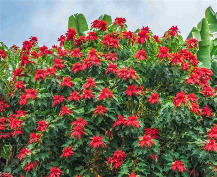 What is the name in Spanish of the poinsettia