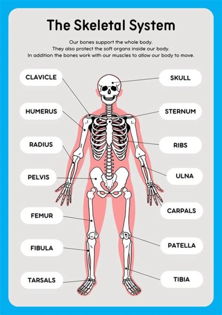What is the name of the bones