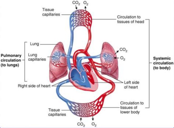 What is the order of systemic circulation