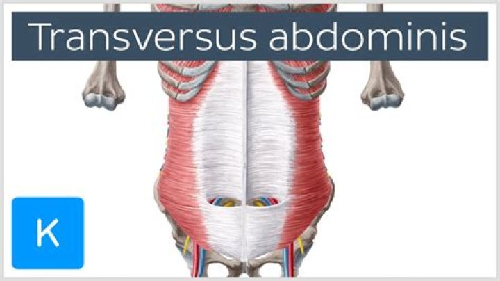 What is the origin of the transversus abdominis muscle