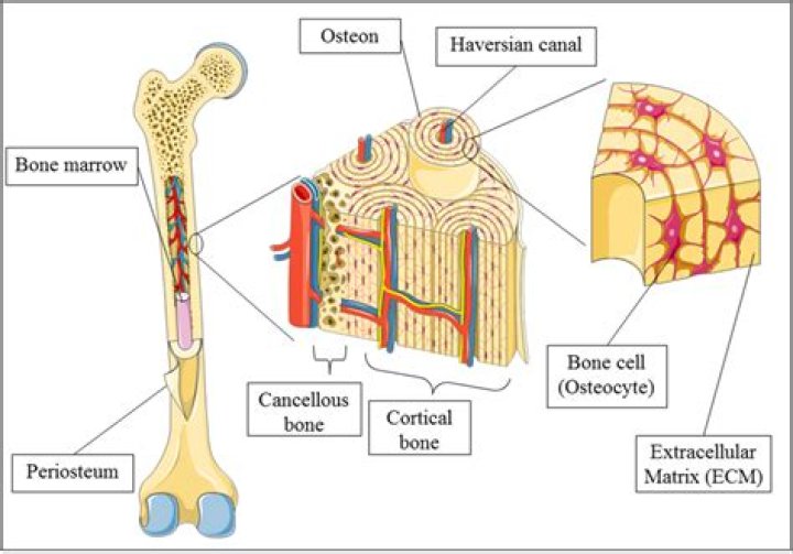 What is the outer layer of bone tissue like