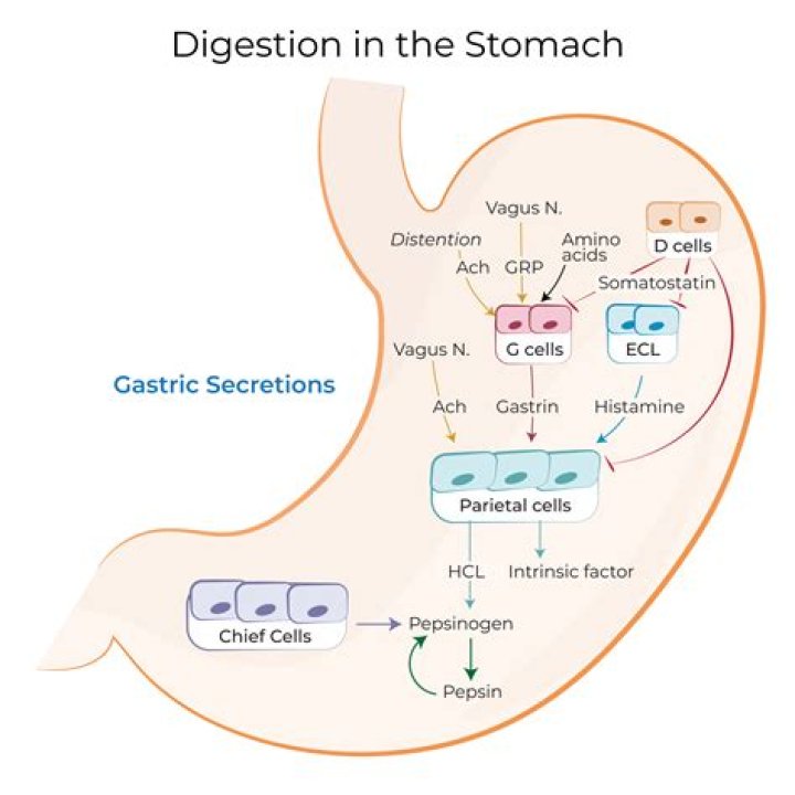 What is the primary organ of digestion