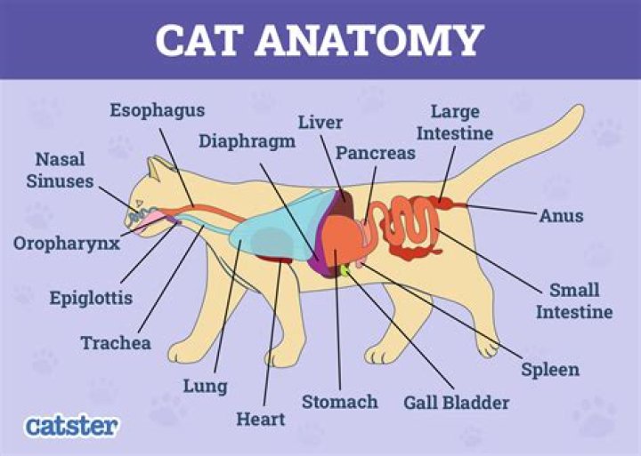 What is the purpose of cat dissection