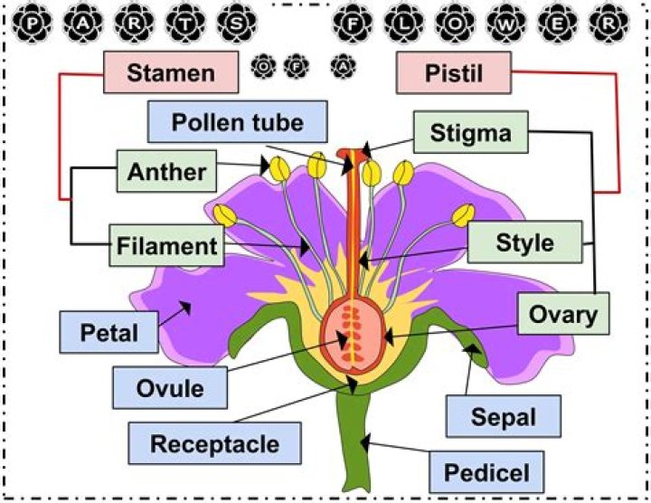 What is the purpose of the ovary and anther in a flower