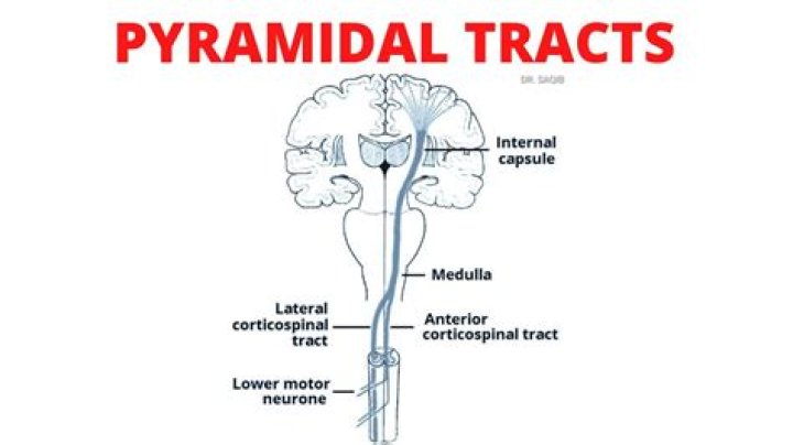 What is the pyramidal tract