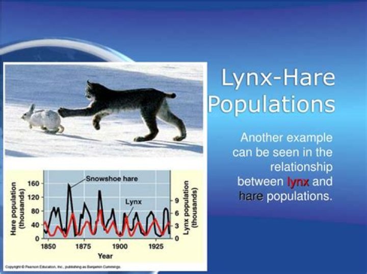 What is the relationship between lynx and hare