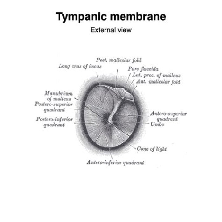 What is the role of the tympanic membrane