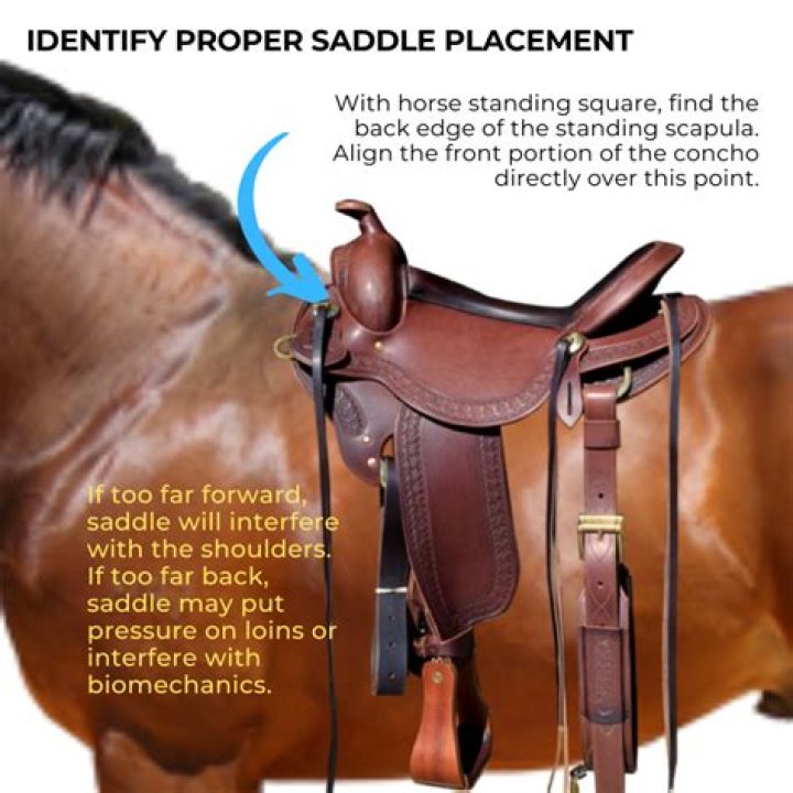 What is the saddle of a violin