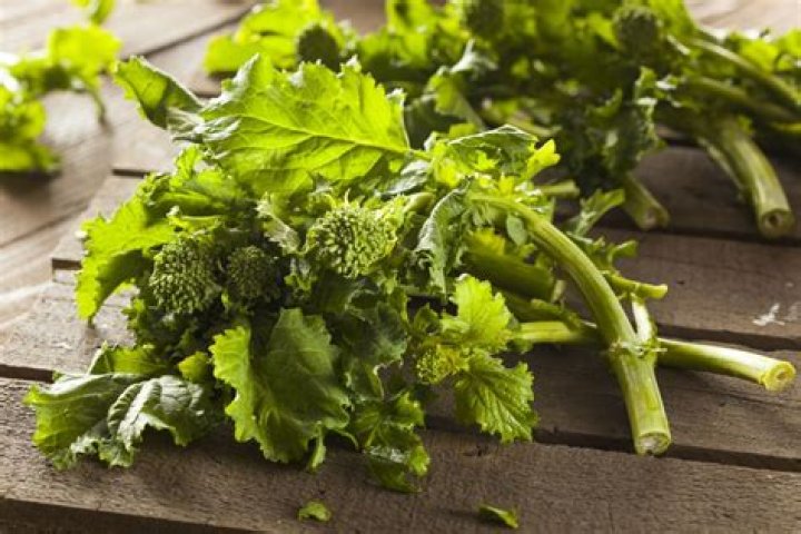 What is the season for broccoli rabe