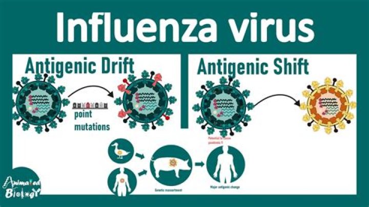 What is the significance of antigenic drift and shift in influenza A virus