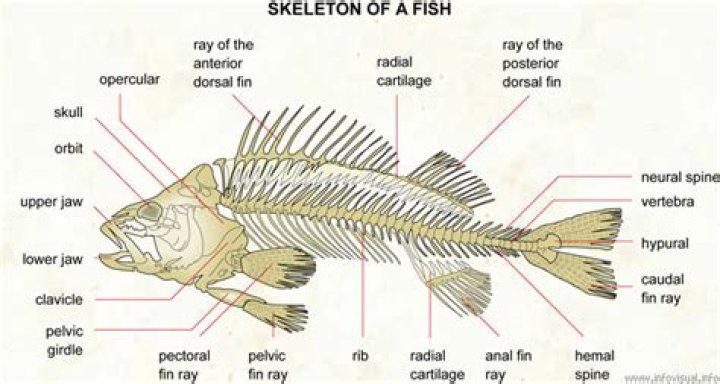 What is the skeleton of a bony fish made of