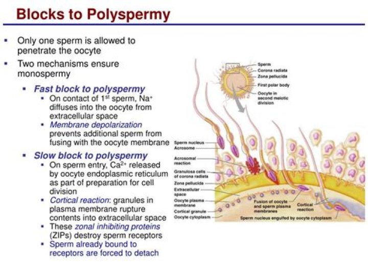 What is the slow block to Polyspermy