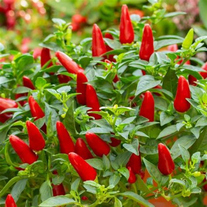 What is the smallest hot pepper