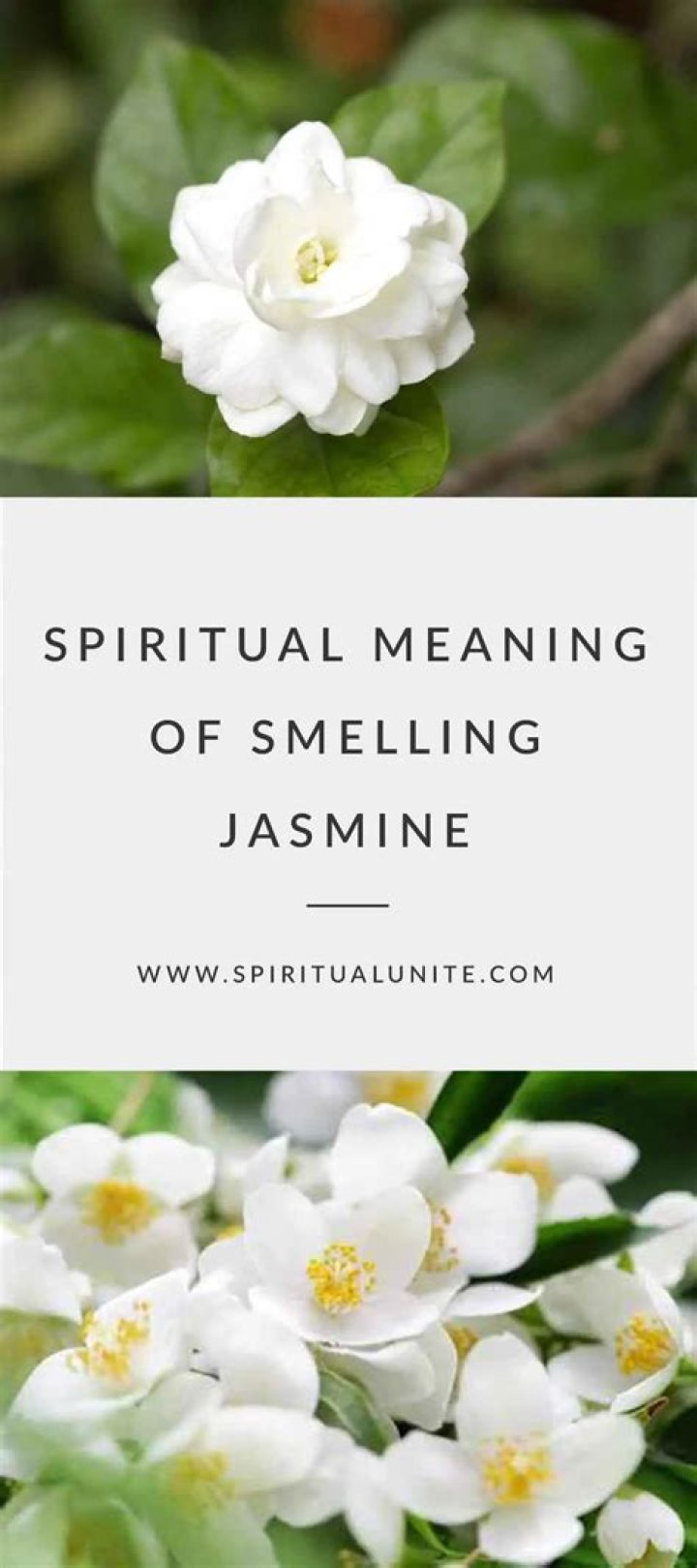 What is the strongest smelling jasmine