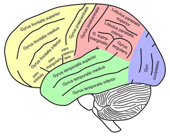 What is the Supramarginal gyrus