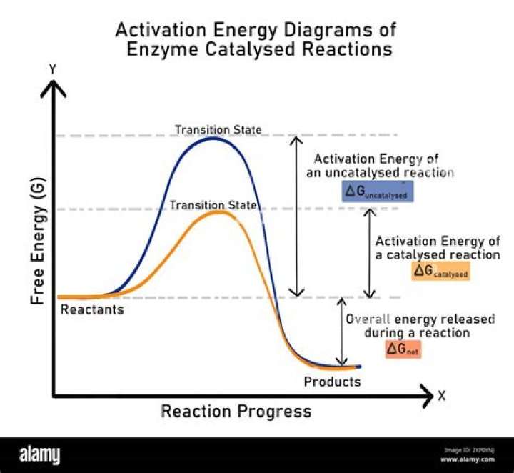 What is transcription catalyzed by