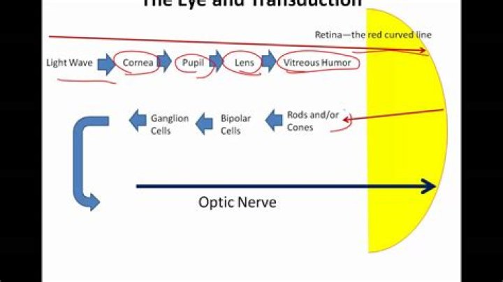 What is transduction in the eye