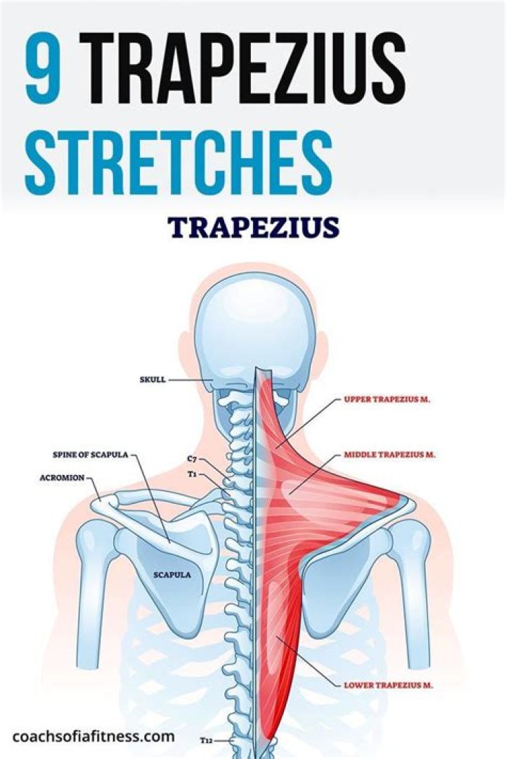 What is trapezius stretch
