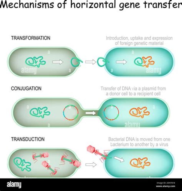 What is used in transduction