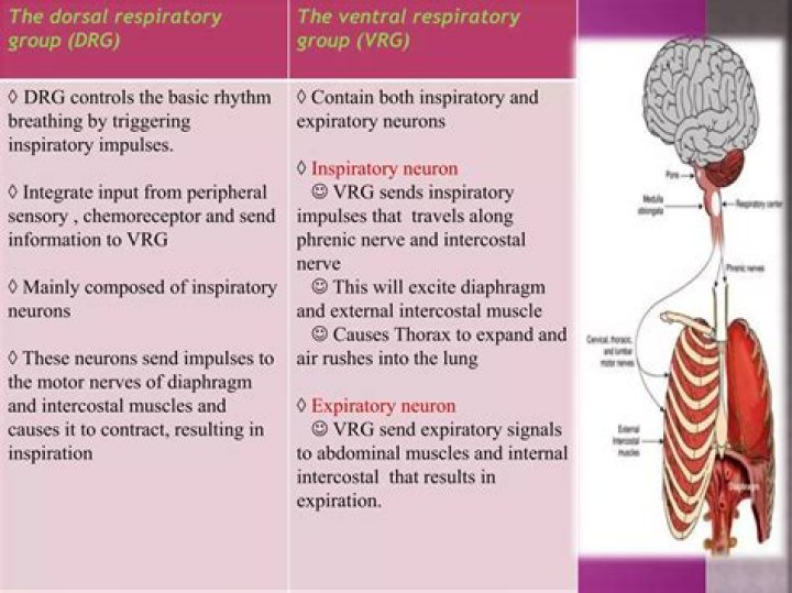 What is VRG and DRG
