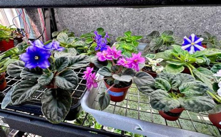 What is wick watering for violets