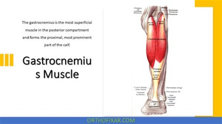 What is your gastrocnemius