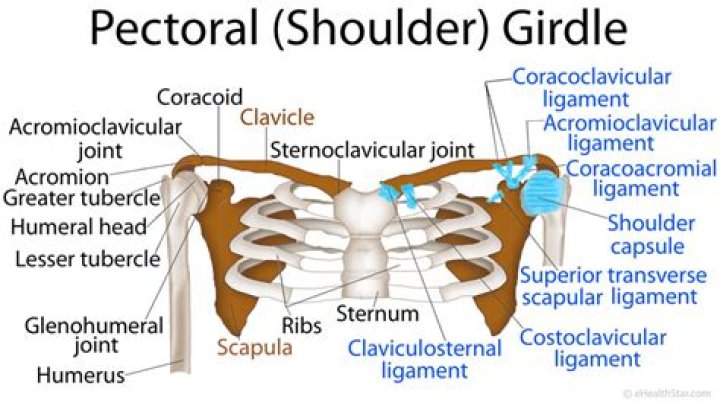 What joints make up the shoulder girdle