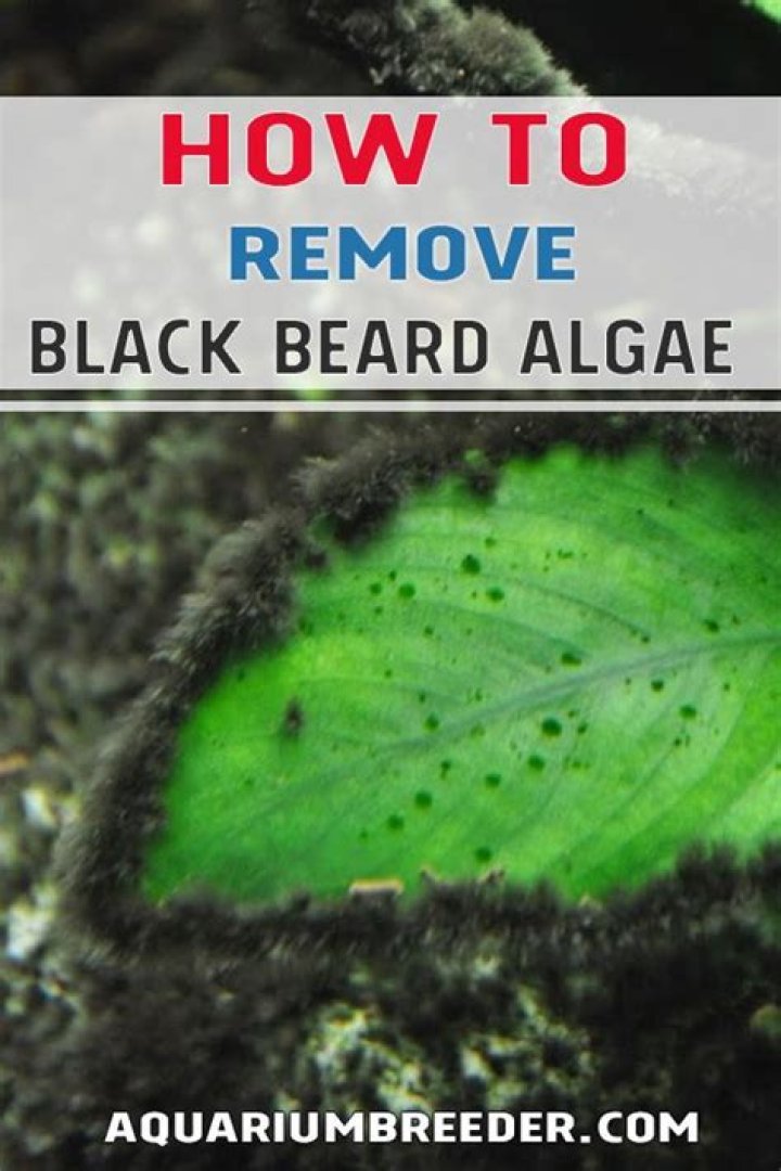 What kills black beard algae