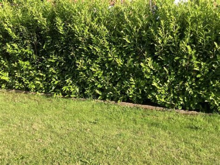 What kills laurel bushes