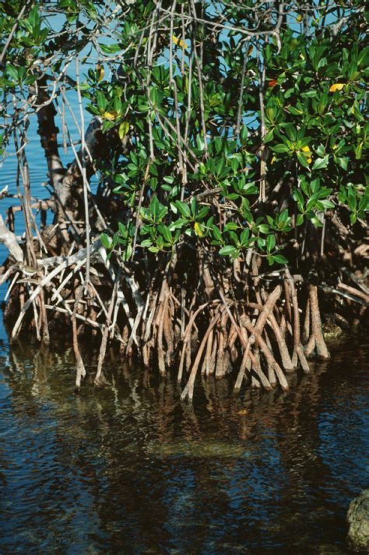 What kind of animals live in mangrove swamps