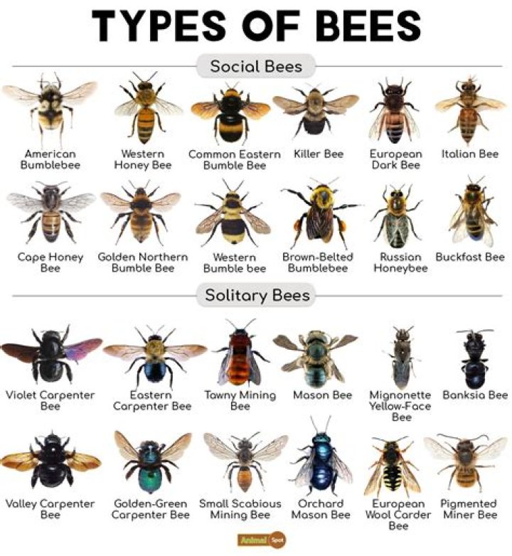What kind of bee eats flies