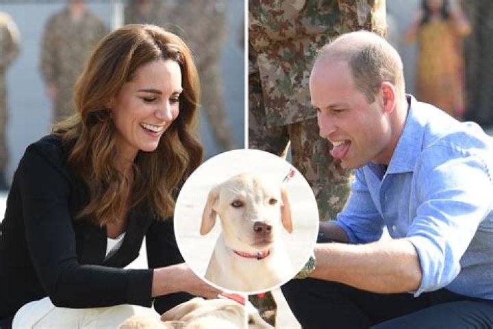 What kind of dog does Prince Harry have