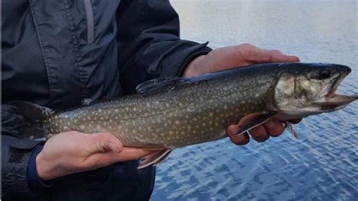 What kind of fish is a splake