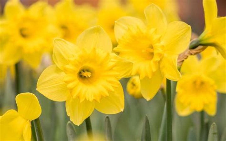 What kind of flower is a daffodil