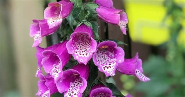 What kind of flower looks like a bell