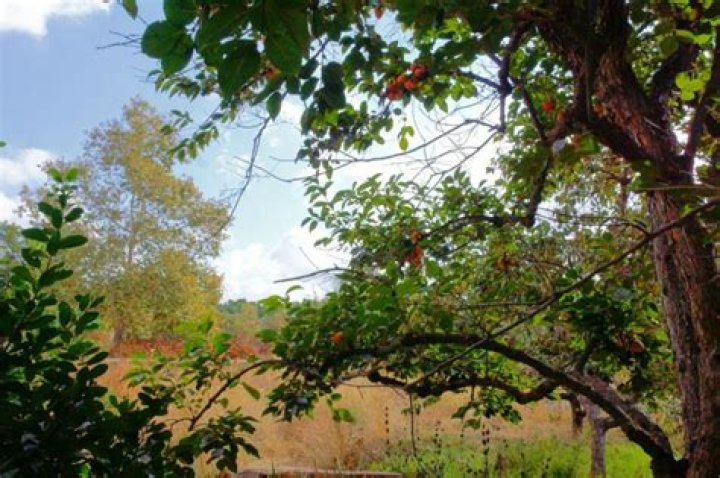 What kind of fruit trees grow in Oklahoma