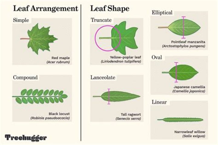 What kind of leaf is a tree star