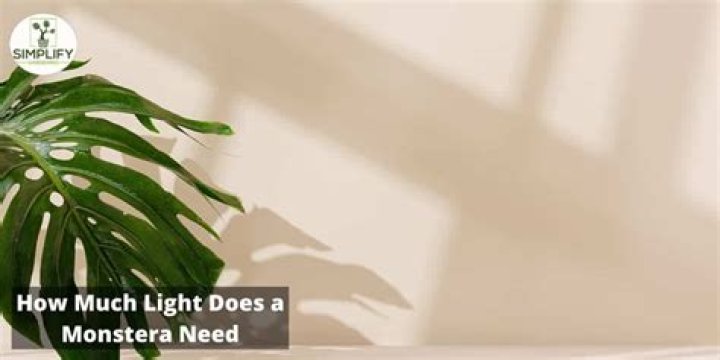 What kind of light does a monstera need