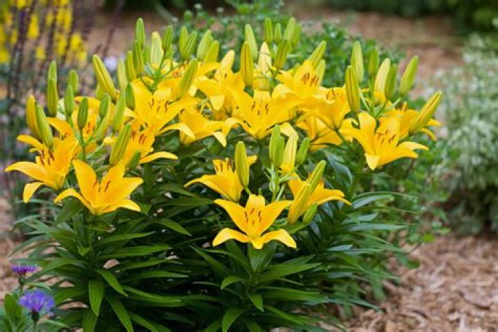 What kind of lilies are yellow