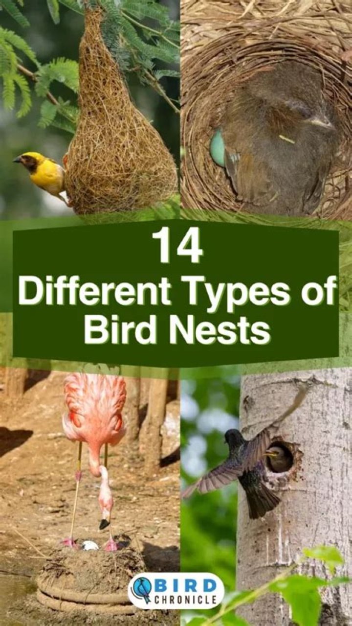 What kind of nest do Hawks build