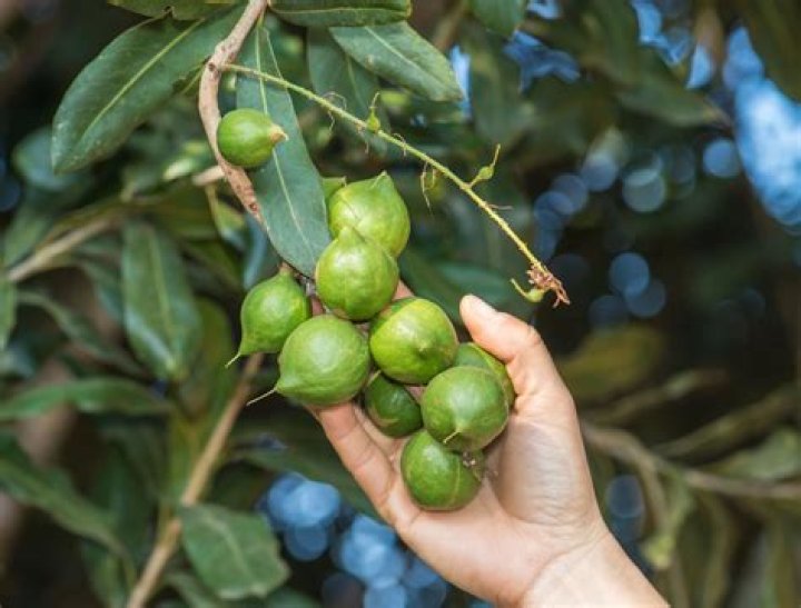 What kind of nuts grow on palm trees