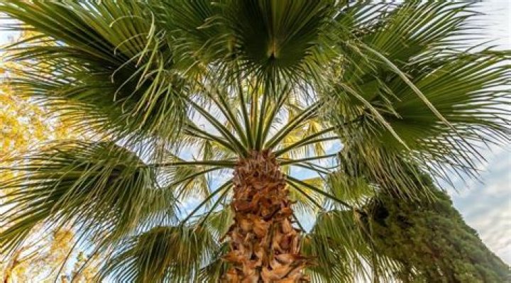 What kind of palm trees grow in Florida