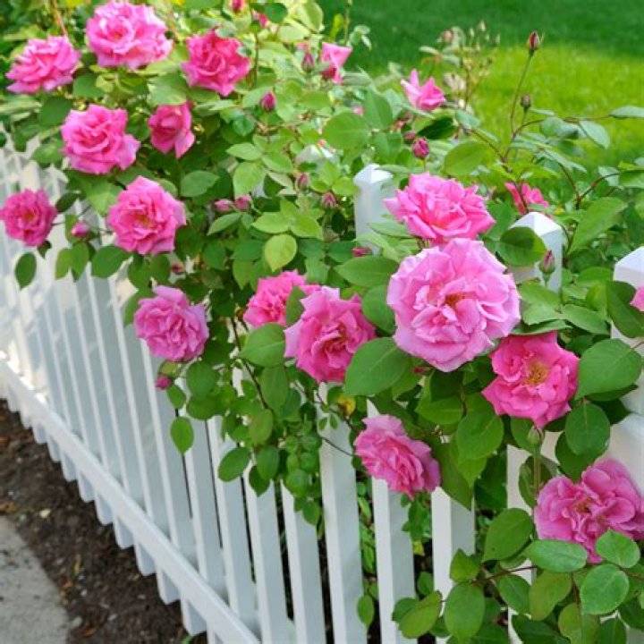 What kind of rose bushes to plant